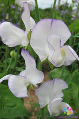 Romeo Sweet Pea Seeds - 50+ Pack for Garden Planting - Lathyrus odoratus - USA Grown, Non-GMO, Free Shipping