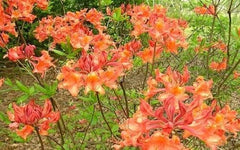 Aromi Azalea Starter Plant - Mauvila Gold - Rhododendron Deciduous - May Be Dormant