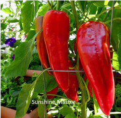 Red Italian Long Marconi Sweet Pepper Seeds - NON-GMO Vegetable Garden Seeds - Capsicum annuum