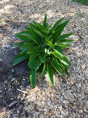 Comfrey Root Cuttings - 5 Pack Russian Bocking 14 - Freshly Dug (Symphytum × uplandicum) 1-3 Inch