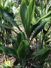 Hawaiian Green Ti Leaf Fresh Cuttings 6-inch Starter Logs - Dracaena angustifolia - Pack of 50