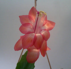 Schlumbergera Starter Plant - Congo Variety - Christmas Cactus - Easy Care Indoor Plant