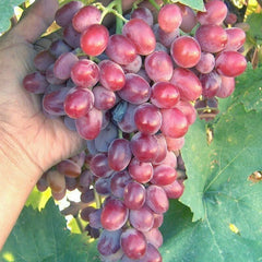 Crimson Vine Plant Cutting - Large Oval Red Seedless Table Grape - T310A (Vitis vinifera)