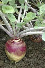 Rutabaga Seeds 500 Count American Purple Top Heirloom Bulk 168,000 Seeds Large Yields Brassica napus