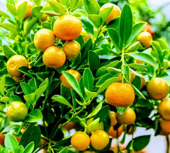 Calamondin Orange Tree - Fruit-Ready Calamansi - Citrus reticulata x microcarpa