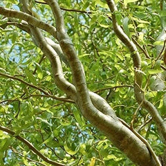 Green Curly Willow Trees - 4 Pack - Fast Growing Exotic Trees - Ideal for Bonsai (Salix matsudana)