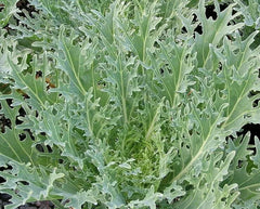 White Russian Kale Seeds 500+ Survival Vegetable Greens for Salad - Brassica oleracea