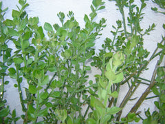 Pereskiopsis diguetii Grafting Stock Cuttings 5"-6" Top Side Cuttings - Cactus Grafting Variety
