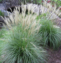 LARGE LIVE Adagio Maiden Grass Plant Clump - Fully Rooted (Miscanthus sinensis 'Adagio')