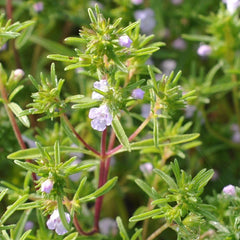 Summer Savory Herb Seeds, Non-GMO, Chubrica Variety, Multiple Sizes Available, Free Shipping