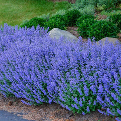 Catnip Seeds - 200+ Non-GMO Heirloom Perennial Herb - Bug Repelling - Nepeta cataria