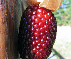 35 Seeds Strawberry Popcorn Corn - Zea mays Everta - Heirloom Gourmet Variety, Non-GMO, Free Shipping on 15+ Items