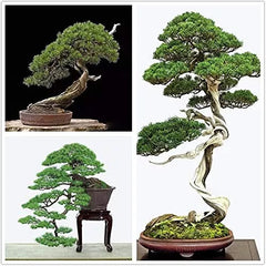 Bonsai Tree Seeds - 30+ Japanese Black Pine Seeds - Prized Evergreen, Pinus thunbergii