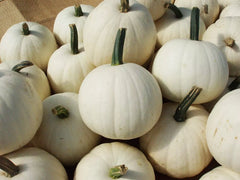 Snowball Pumpkin Seeds - 10 Count - 2 Pound White Varieties (Cucurbita pepo) for Planting