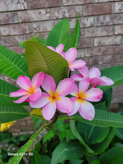 Pink Plumeria Plant - Hawaii Pink Flowers - From Seeds - Frangipani - Live Plant, Tropical Garden Decor