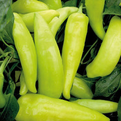Hungarian Wax Sweet Pepper Seeds - 50+ Count - Yellow-Red Veggies - Capsicum annuum