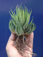 Zebra Plant Succulent - Haworthiopsis attenuata - Hardy Desert Plant - Low Maintenance Indoor/Outdoor Decor