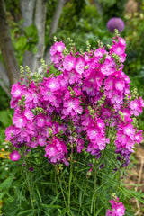 Pretty Pink Sidalcea Seeds, 150 Count, Miniature Hollyhock, Easy to Grow Perennial, Sidalcea malviflora