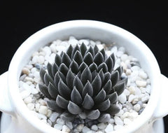 Rare Succulent Seeds 100Pcs Pack - Sinocrassula Yunnanensis - Unique Drought-Resistant Plant Variety
