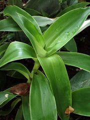 Basket Plant Cuttings (5) Green Fast-Growing Callisia Fragans Indoor Plant