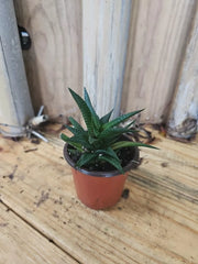 Haworthia Limifolia Cactus Live Plant - Rare Succulent - Green Houseplant - Unique Indoor Decor