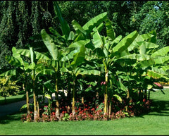Cold Hardy Banana Tree Starter Plant - Small Rooted Musa - Live Tropical Plant for Indoor/Outdoor Gardens