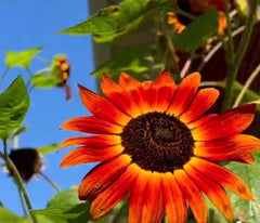 Velvet Queen Sunflower Seeds - 50+ Heirloom Non-GMO Big Blooms - Helianthus annuus