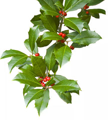 20 Thin Cuttings Scions American Holly Ilex opaca Hardy Native Shrub Tree for Screening
