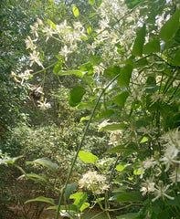 Sweet Autumn Clematis Live Bare Root Plant, Lace Vine, Clematis Paniculata, 8"-12"