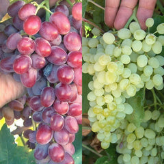 Crimson Thompson Vine Bare Root Plant - Seedless Table Grape (Vitis vinifera) for Home Garden