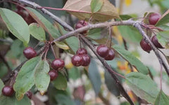 Royal Beauty Crabapple Seeds - 25+ Pack for Garden Planting - Malus 'Royal Beauty' - USA - Free Shipping