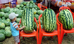 Congo Watermelon Seeds - Large NON-GMO Heirloom Organic Rare - 12 Seeds - Citrullus lanatus