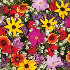 Monarch Butterfly Wildflower Mix Seeds - 100+ Colorful Wildflowers with Milkweed - Pollinator Garden Seeds