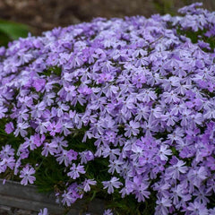 Creeping Phlox Seeds - 100+ Blue Emerald Variety - Phlox subulata - Garden Seeds - USA