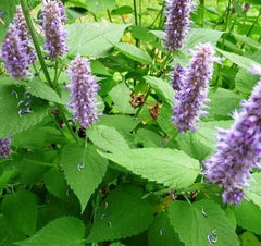 Agastache Seeds 200+ Rugosa Korean Mint Perennial Herb Garden - Agastache rugosa