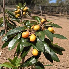 Loquat Fruit Tree - 4 FT to 6 FT - Louisiana Grown - Eriobotrya japonica