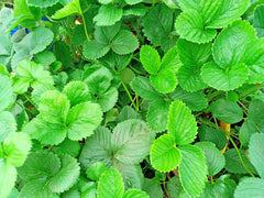 Strawberry Runner Live Plant 1 Gallon Pot Fast Spreading Fragaria × ananassa