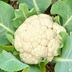 Early Snowball Cauliflower Plants Set of 4, 4+ Inch Live Starter Plants, Heirloom Variety, Brassica oleracea