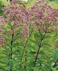 Eutrochium Joe-Pye Weed Seeds - 25 Pack, Native Wildflower, Attracts Pollinators, Hardy Perennial