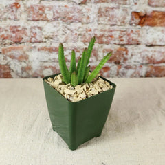 Stapelia scitula Cactus Plant - Real Live Succulent - Unique Starfish Flower - Easy Care Houseplant