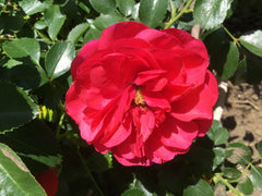 Princess Elizabeth Miniature Rose Cuttings - 3 Fresh Cuts for Rooting - Rosa 'Princess Elizabeth' - 1947 Variety