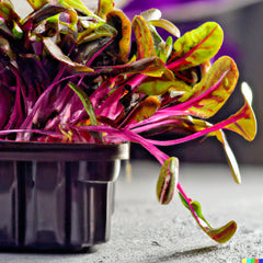 400 Bulk Swiss Chard Seeds - Magenta Sunset Variety for Microgreen Sprouts and Planting (Beta vulgaris)