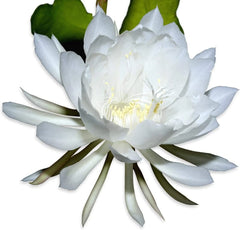 Rooted Live Epiphyllum Oxpetalum Orchid Plant, Queen of the Night, White Blooming Flower