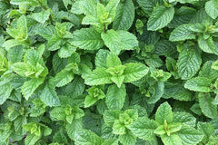 Spearment Starter Roots 3"-6" Perennials - 5 Healthy Roots for Planting (Mentha spicata)