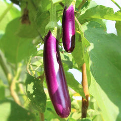 Long Purple Eggplant Seeds | Italian Heirloom Aubergine | Brinjal Squash Seed | Solanum melongena 2025