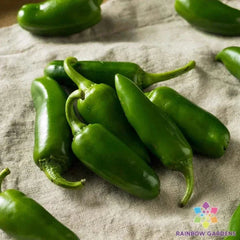 Jalapeno Tam Hot Pepper Seeds - 25+ Pack for Garden Planting - Capsicum annuum - USA Grown, Free Shipping