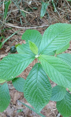 Sweet Pepperbush Plants 10"-12" Tall - 5 Live Rare Ornamental Clethra alnifolia - Fragrant Native Shrub - Attracts Pollinators