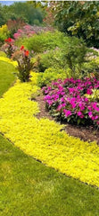 Golden Creeping Jenny Cuttings - 10 Pieces for Groundcover, Hanging Baskets, Pots (Lysimachia nummularia)