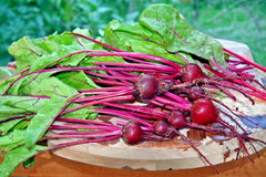 Early Wonder Beet Seeds - Heirloom Vegetable for Garden & Patio - Beta vulgaris - 101+ Seeds