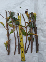10 Rare Organic White Pomegranate Cuttings β Unrooted β Punica granatum β Easy Propagation β Unique Fruit Plant Starter